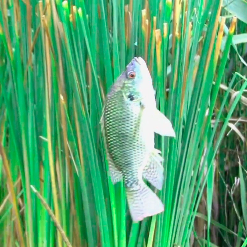 Criadero-de-Tilapia